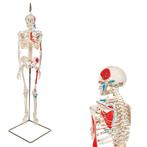 Anatomie model menselijk skelet met spieren, 80 cm, Nieuw, Verzenden