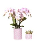 Kolibri Company | Plantenset Valentijn Candy | Roze Phalae, Verzenden, Nieuw