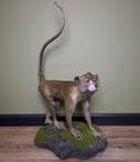 Java Aap Taxidermie Opgezette Dieren By Max