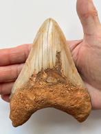 Enorme Megalodon tand 13,6 cm - Fossiele tand - Carcharocles, Verzamelen, Mineralen en Fossielen