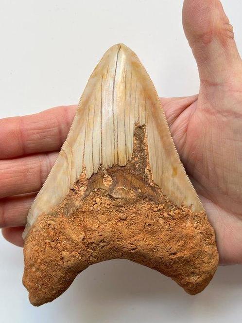 Enorme Megalodon tand 13,6 cm - Fossiele tand - Carcharocles, Verzamelen, Mineralen en Fossielen