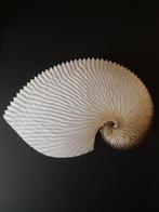 Argonaute Femelle 162 mm, 17,2 g Zeeschelp - Argonauta Argo