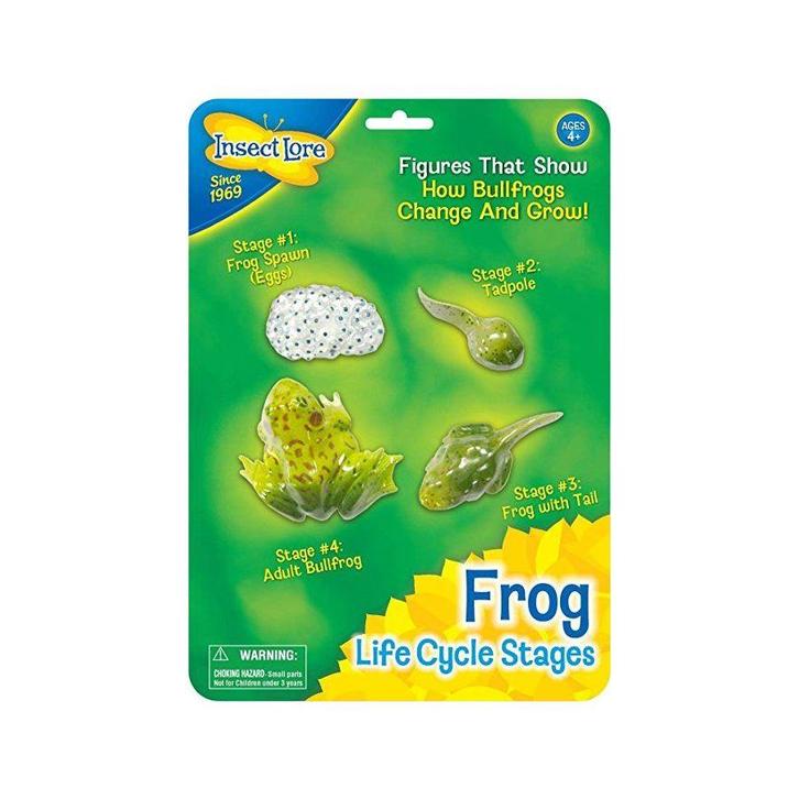 Kikker levenscyclus, Dieren en Toebehoren, Insecten en Spinnen