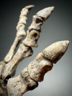Ongelooflijke Onder-Krijtwareware Dinosaurus Volledige Arm -