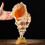 Grande Conchiglia op een ornamentale basis. Zeeschelp -, Antiek en Kunst