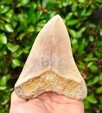 Megalodon - Fossiele tand - 13 cm - 10 cm, Verzamelen, Mineralen en Fossielen