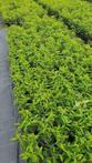 3000 PORTUGESE EN GEWONE LAURIER.€2,90 (PRUNUS AUGUSTIFOLIA)