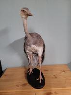 Rhea - Taxidermie volledige montage - Rhea americana (with, Verzamelen, Dierenverzamelingen, Nieuw