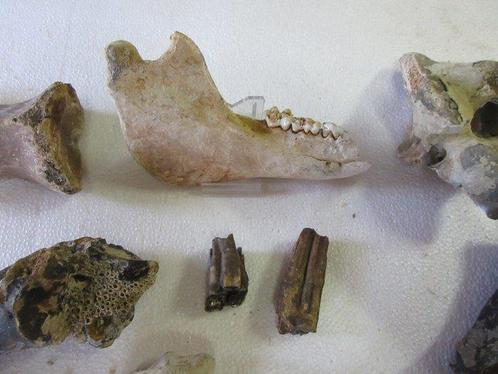 Mammoet en Bison en kaak van zeehond - Fossiel bot - Mammout, Verzamelen, Mineralen en Fossielen