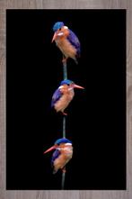 Marco Simoni -  Corythornis cristatus