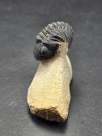 Trilobiet - Gefossiliseerd dier - Phacops - 5 cm (Zonder