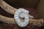 python regius kweekman butter DG, Dieren en Toebehoren, Reptielen en Amfibieën, Slang, Tam, 3 tot 6 jaar