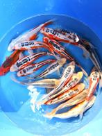 Hirasawa Marusei 24-28cm (Japanse Koi), Dieren en Toebehoren, Karper of Koi