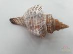 Shell Fasciolara Trapezium 13 cm 5 stuks Schelpen, Hobby en Vrije tijd, Knutselen, Ophalen of Verzenden, Nieuw