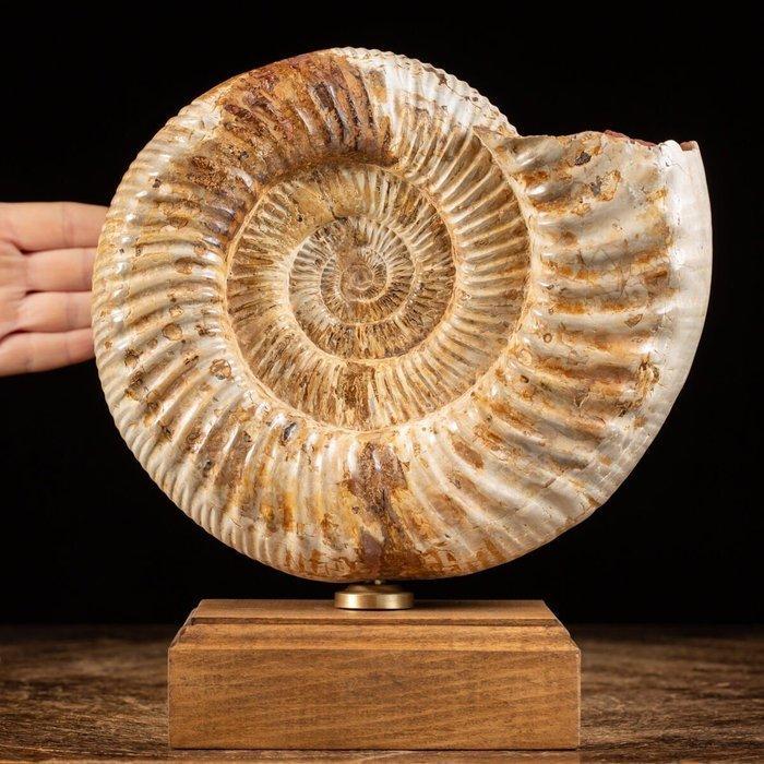 Eerste kwaliteit fossiel exemplaar - Perisphinctes ammoniet, Antiek en Kunst, Curiosa en Brocante
