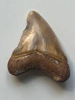 Megalodon tand 4,1 cm - Fossiele tand - Carcharocles, Nieuw