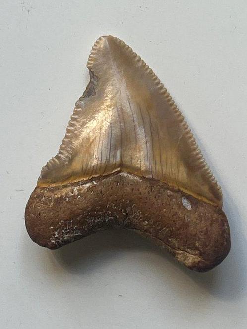 Megalodon tand 4,1 cm - Fossiele tand - Carcharocles, Verzamelen, Dierenverzamelingen