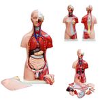 Anatomie model torso met organen, tweeslachtig, 23-delig..., Nieuw