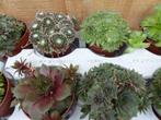 Vetplanten sedum 10 potjes per tray kleur mix - Warentuin Na, Tuin en Terras, Planten | Tuinplanten, Verzenden