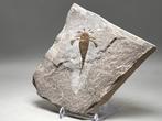 Zeekreeft - Fossiel rugschild - Eurypterus (Baltoeurypterus), Verzamelen, Mineralen en Fossielen