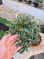 Olive Bonsai - Zonder veilingkosten - Hoogte (boom): 32 cm -