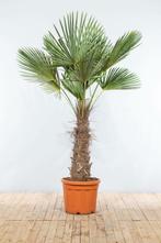 Chinese Waaierpalm / Trachycarpus Fortunei op stam 200-225, Tuin en Terras