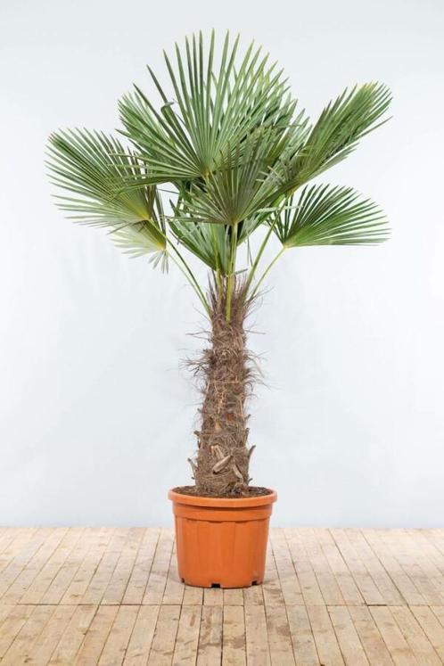 Chinese Waaierpalm / Trachycarpus Fortunei op stam 200-225, Tuin en Terras, Planten | Tuinplanten