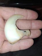 Afrikaanse leeuwenklauw Bot - Panthera leo - 53 mm - 55 mm -, Nieuw