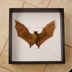 Vleermuis Taxidermie volledige montage - Cynopterus