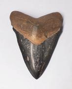 Fossiele tand - Carcharocles Megalodon - 7.8 cm (Zonder