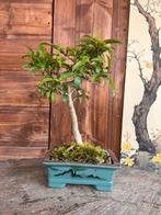 Liguster bonsai (Ligustrum) - Hoogte (boom): 30 cm - Diepte