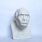 Lesmateriaal - Vintage educatief anatomisch model -, Nieuw