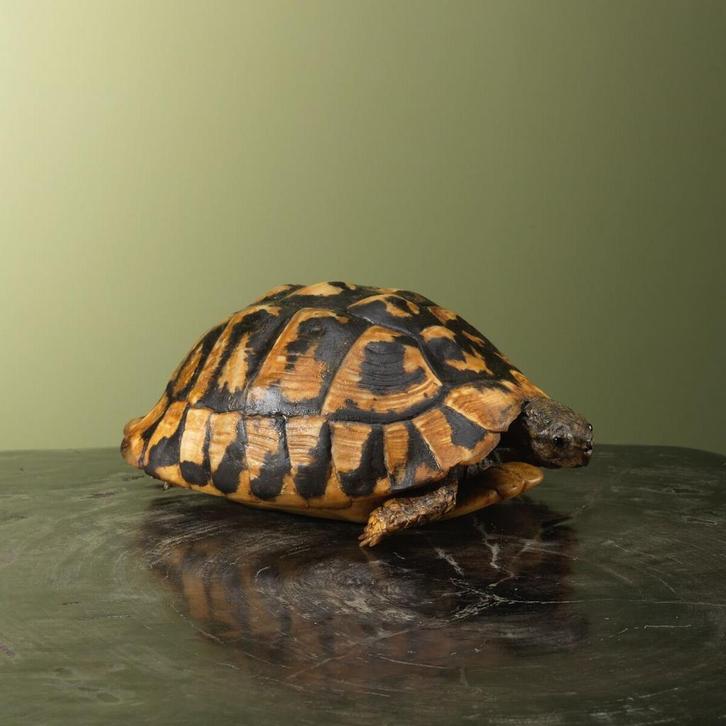 Landschildpad Antiek Taxidermie Opgezette Dieren By Max, Verzamelen, Dierenverzamelingen, Opgezet dier, Nieuw, Reptiel of Amfibie