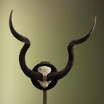 Koedoe Schedel Taxidermie Opgezette Dieren By Max, Verzamelen, Dierenverzamelingen, Ophalen of Verzenden, Nieuw, Wild dier, Opgezet dier