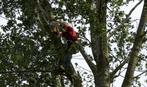 Beveiligd klimmend boom kappen - boom verzorging en rooien, Tuinonderhoud of Snoeiwerk