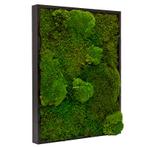 Vintlux Mosschilderij Lappenmos-Bolmos 40x60 cm Zwart - Bor, Nieuw
