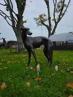 Beeld, Bronze: XL Greyhound Dog - 77 cm - Brons - 2025, Antiek en Kunst