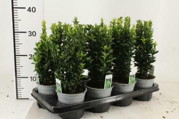 Kardinaalsmuts /Buxus vervanger / Euonymus japonicus beschikbaar voor biedingen