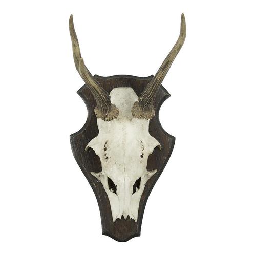 trofee schedel reebok op hout 20cm, Huis en Inrichting, Woonaccessoires | Overige, Verzenden
