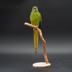 Elegantparkiet Taxidermie volledige montage - Neophema, Verzamelen, Dierenverzamelingen, Nieuw