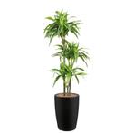 Dracaena Lemon Lime kunstplant, H150cm, Huis en Inrichting, Kamerplanten, Ophalen of Verzenden