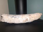 Wolharige mammoet - Gefossiliseerde slagtand - 39 cm - 8 cm, Verzamelen