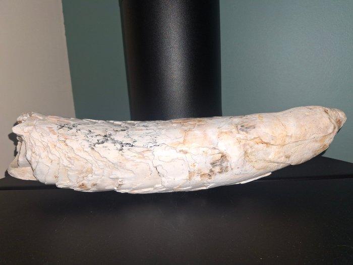 Wolharige mammoet - Gefossiliseerde slagtand - 39 cm - 8 cm, Verzamelen, Mineralen en Fossielen