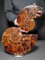 Groot sectie ammoniet paar - Gefossiliseerde schelp -, Verzamelen