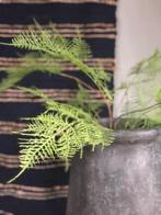 NIEUW BINNEN: ASPARAGUS mooi voor krans decoratie windlicht, Huis en Inrichting, Nieuw