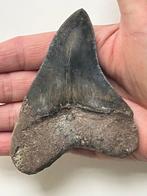 Megalodon tand 10,4 cm - Fossiele tand - Carcharocles, Antiek en Kunst, Curiosa en Brocante