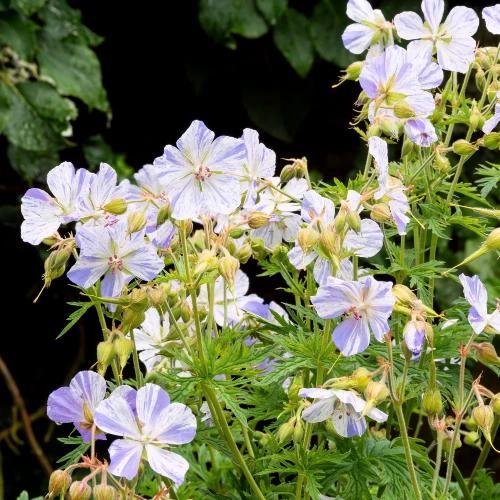 Geranium Pratense Splish Splash - Wortelgoed - 5 stuks, Tuin en Terras, Planten | Tuinplanten, Verzenden