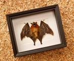 Vleermuis Taxidermie volledige montage - Cynopterus