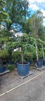 Cedrus Deodara Pendula treurceder Groen, Tuin en Terras, Planten | Bomen, Ophalen