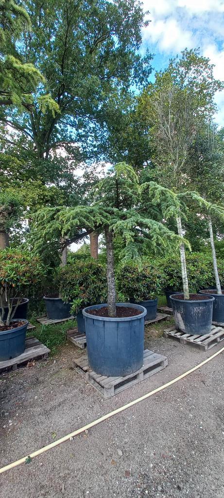 Cedrus Deodara Pendula treurceder Groen, Tuin en Terras, Planten | Bomen, Ophalen